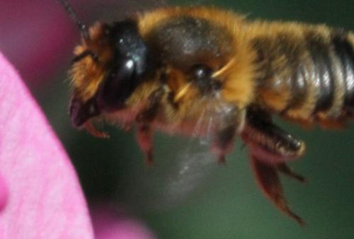Réf. 215 919 : Megachile willughbiella